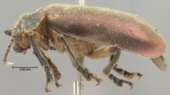 Media type: image; Entomology 17812   Aspect: habitus lateral view